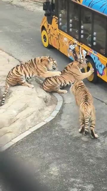 Very unsatisfied with the tour operators