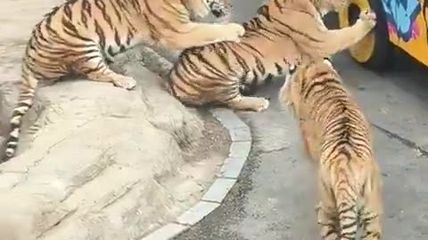 Very unsatisfied with the tour operators