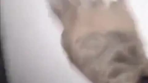 👻🧿 Hit the + for More Paranormal Horrors! Ghostly Encounters | TheHauntingHour