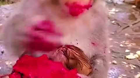 Shocking: monkey short video monkey very nice seen monkey funny videos #viral #s