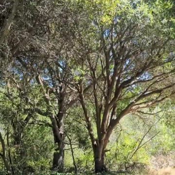 Trees Make The Best Shade