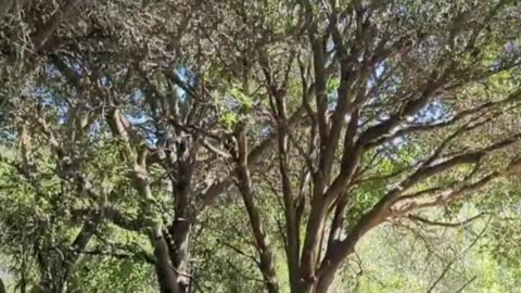 Trees Make The Best Shade