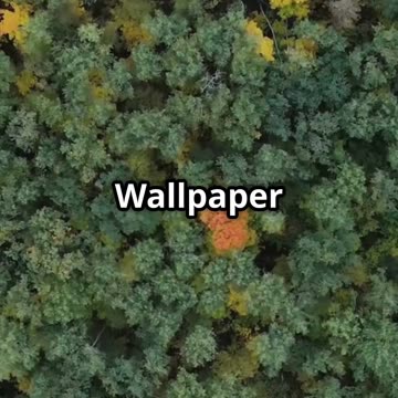 The Mysterious Forest Google Maps Won't Show You!