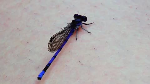 Damselfly