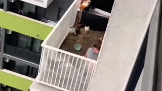 Ludzie zaczęli trzymać kury w mieszkaniach, żeby mieć domowe jajka. Nagranie pochodzi podobno ze stolicy Macedonii, Skopje.