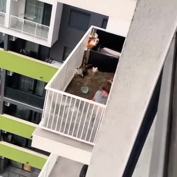 Ludzie zaczęli trzymać kury w mieszkaniach, żeby mieć domowe jajka. Nagranie pochodzi podobno ze stolicy Macedonii, Skopje.