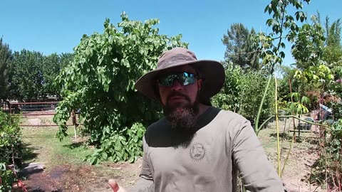 Gardening Myths: Blaming Everything On Transplant Shock 4 Reasons Your Plant Died After Transplant