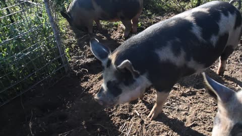 Piggies are in heaven