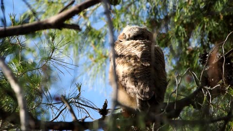Great Horned Owl