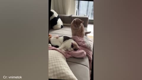 hilarious creatures |Adorable creature