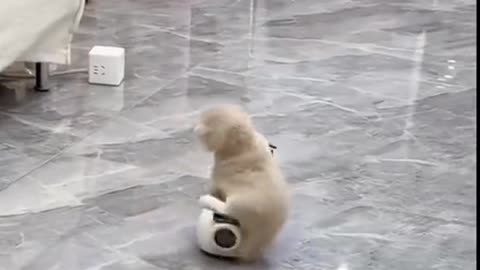 Chonky Orange Cat VS Tiny Box - EPIC FAIL!