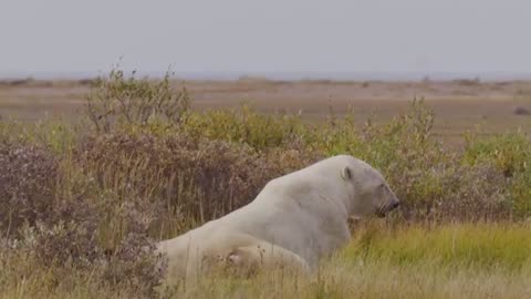 Face to Face With The World’s Deadliest Predator please follow my channel