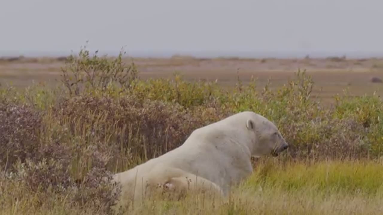 Face to Face With The World’s Deadliest Predator please follow my channel