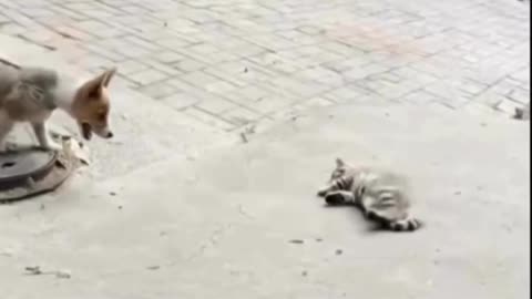 😂🐈 You Won't Believe This Cat's Mission! | FunFM