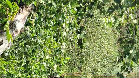 10 Minutes of Bliss: Water Splashing, Evening Sun & Flocks of Ducks!