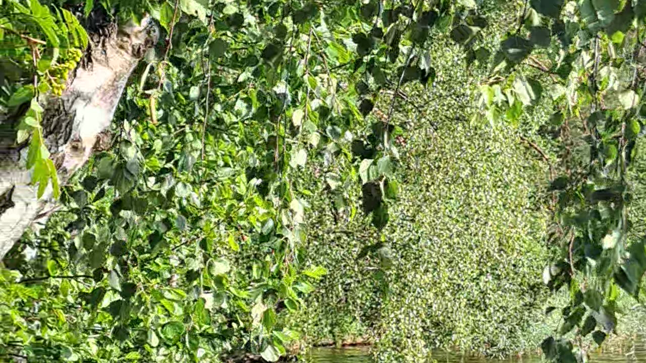 10 Minutes of Bliss: Water Splashing, Evening Sun & Flocks of Ducks!