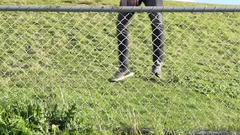 Animal funny ways: to get over a fence 🤣😂