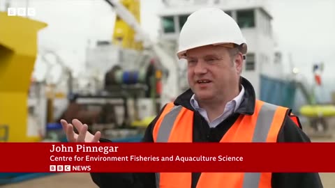 Record warm seas bring rare new species to UK waters | BBC News