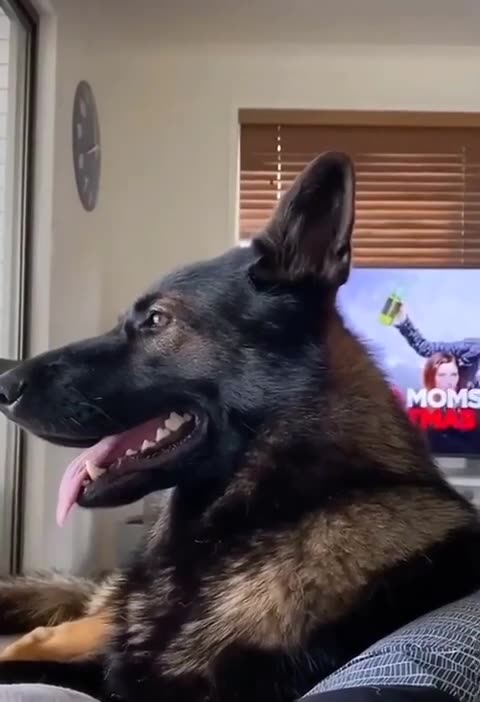 When You Adopt a Retired Police Dog