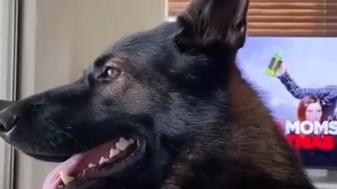 When You Adopt a Retired Police Dog