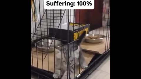 Crazy Cat Capers_The Funniest Compilation You’ll Watch Today!