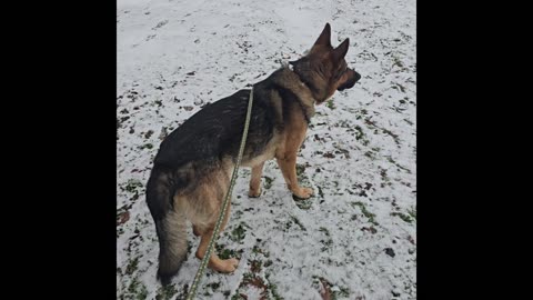 Virgil german shepherd.