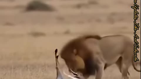 Deer Prank With Lion