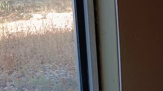 😂🐿️ You Won't Believe Cosmo's Squirrel Chase! | FunFM