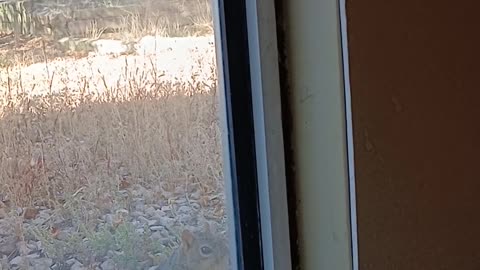 😂🐿️ You Won't Believe Cosmo's Squirrel Chase! | FunFM