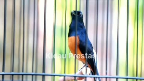 MURAI BATU MEDAN GACOR FULL ISIAN TEMBAKAN MEWAH AMPUH MEMANCING EMOSI MURAI BATU part 2