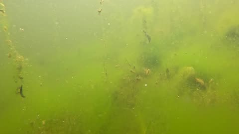 So much green #2