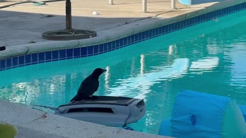 New Crow Transportation Just Dropped