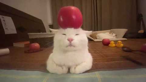 🐱🙏 Mr. Fluff's Meditation Session | FunFM