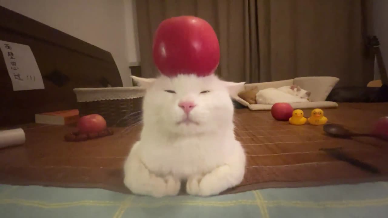🐱🙏 Mr. Fluff's Meditation Session | FunFM