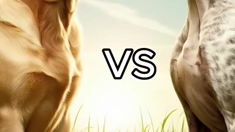 Rottweiler Puppy vs Pitbull puppy ( German Shepherd, Husky, Doberman, labrador retriever, Pointer).