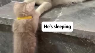 Funny animals