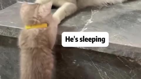 Funny animals