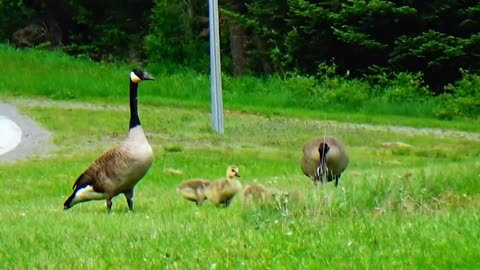 Canada Geese