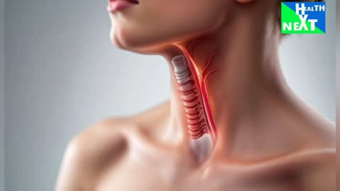 Trachea anatomy.