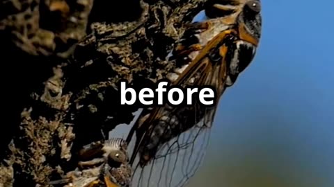 🎶🪰 The Cicadas Are Coming! Nature’s Loudest Insect Returns Every 13 or 17 Years! 🌳🕰️