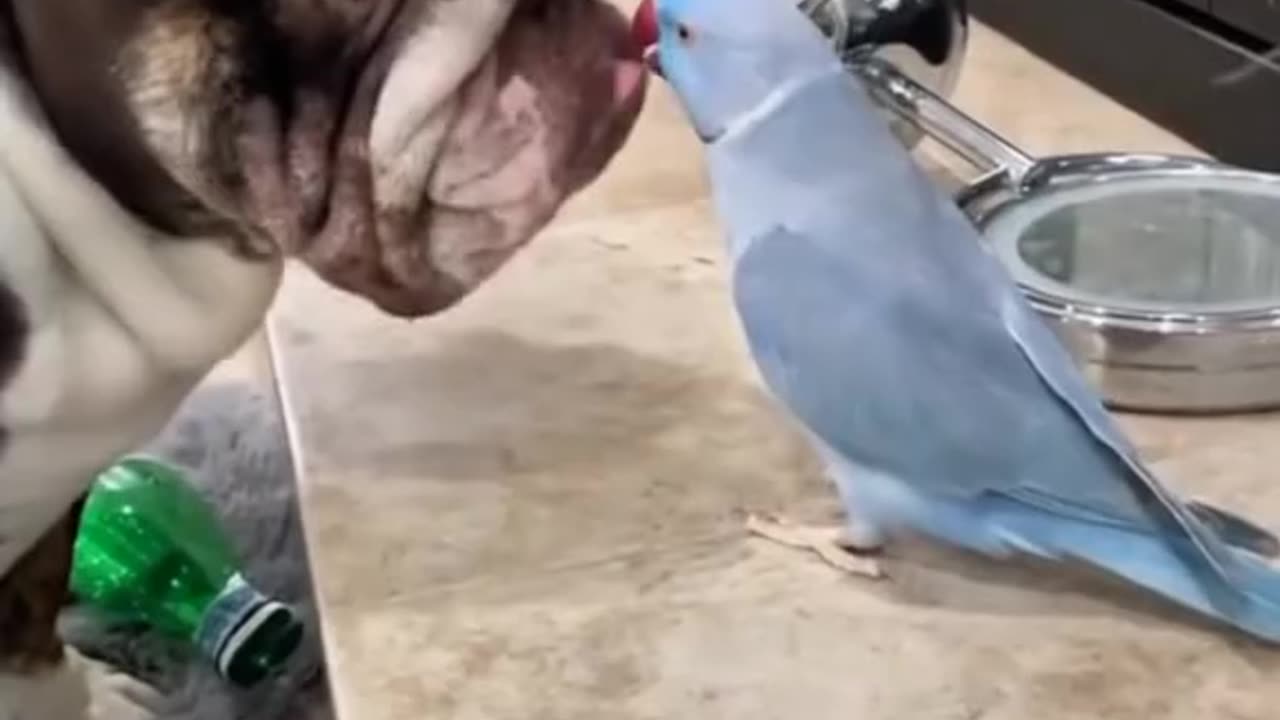 Cheeky animals