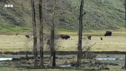 ‎Bison Calf vs Wolf Pack: Can the Herd Save Him in Time | Great American Thaw | BBC Earth