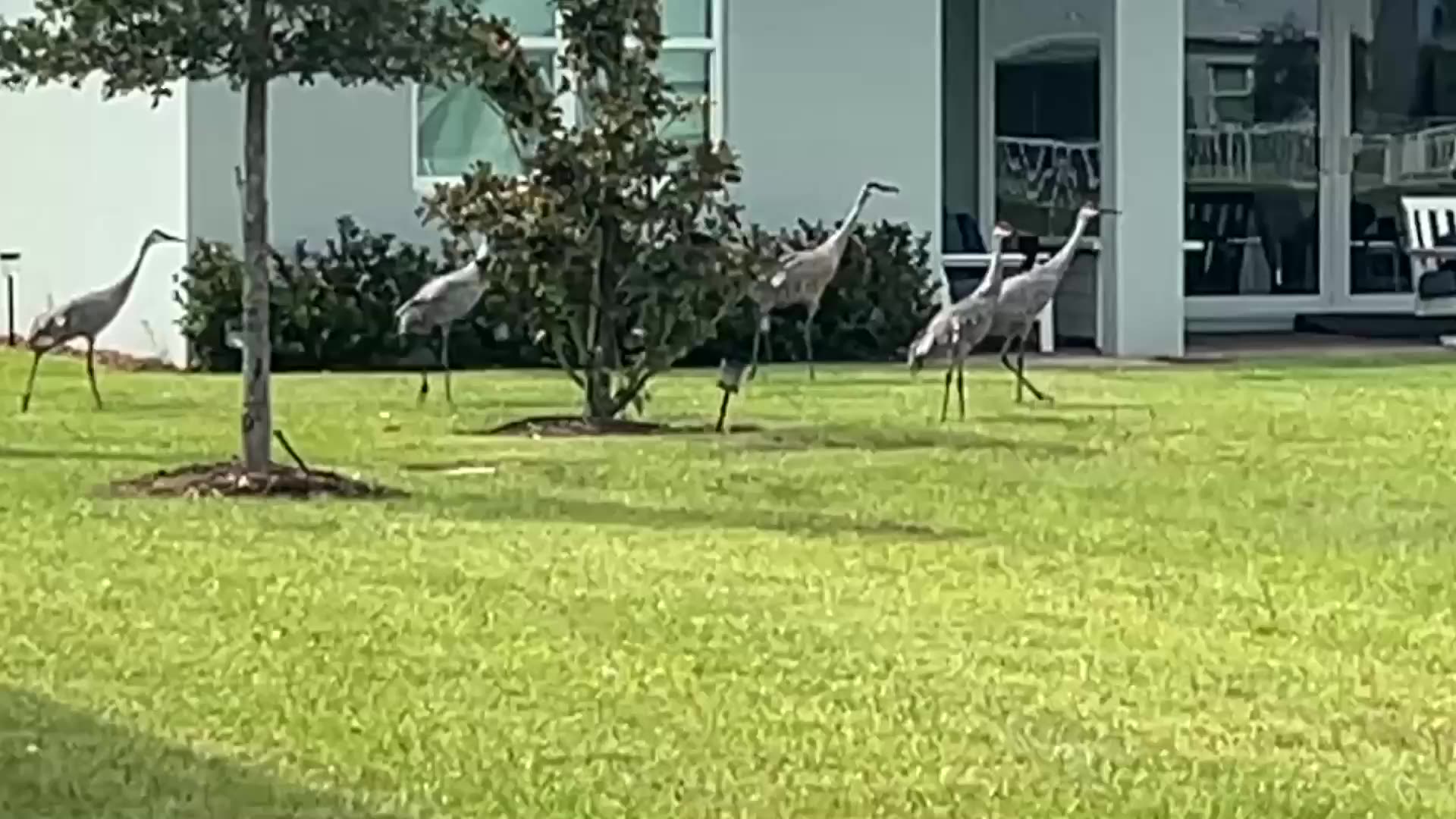 Northern Sandhill Cranes returning to South Florida