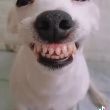 FUNNY!! Dogs Smiling!