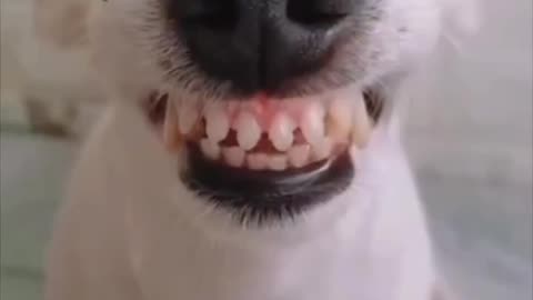 FUNNY!! Dogs Smiling!