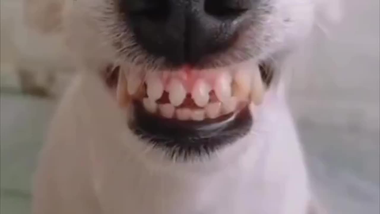 FUNNY!! Dogs Smiling!