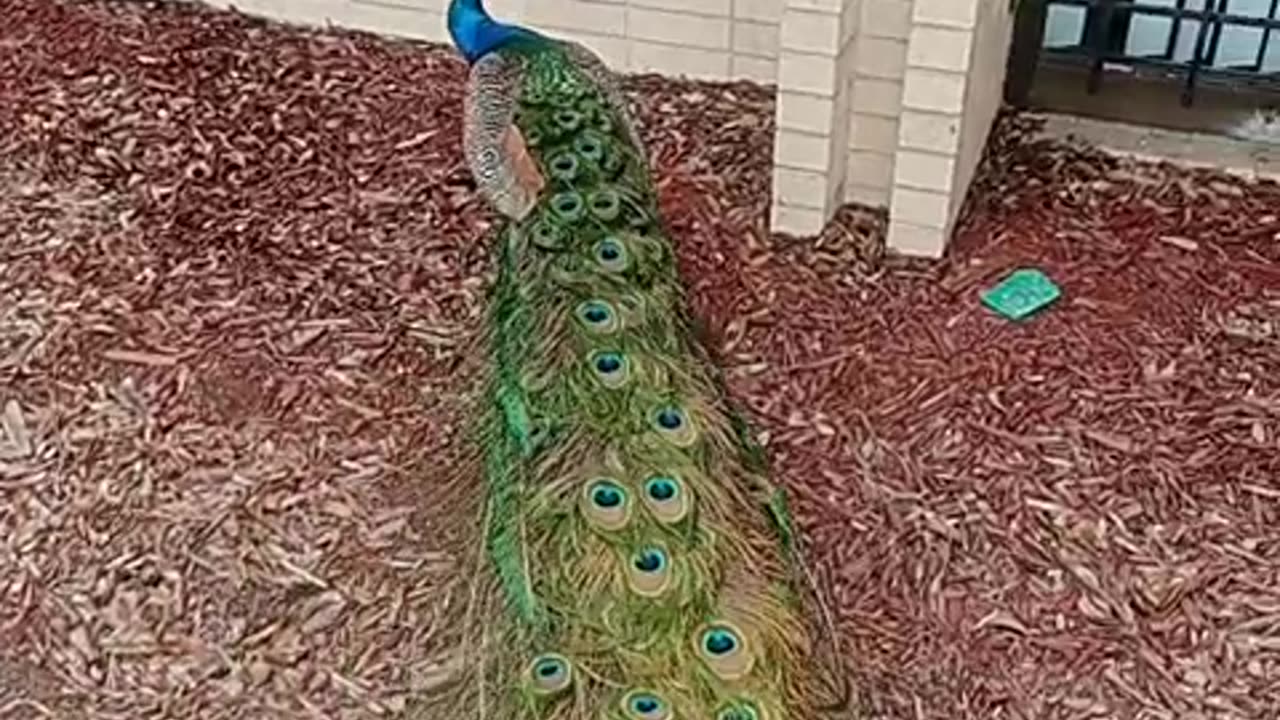 P value cock