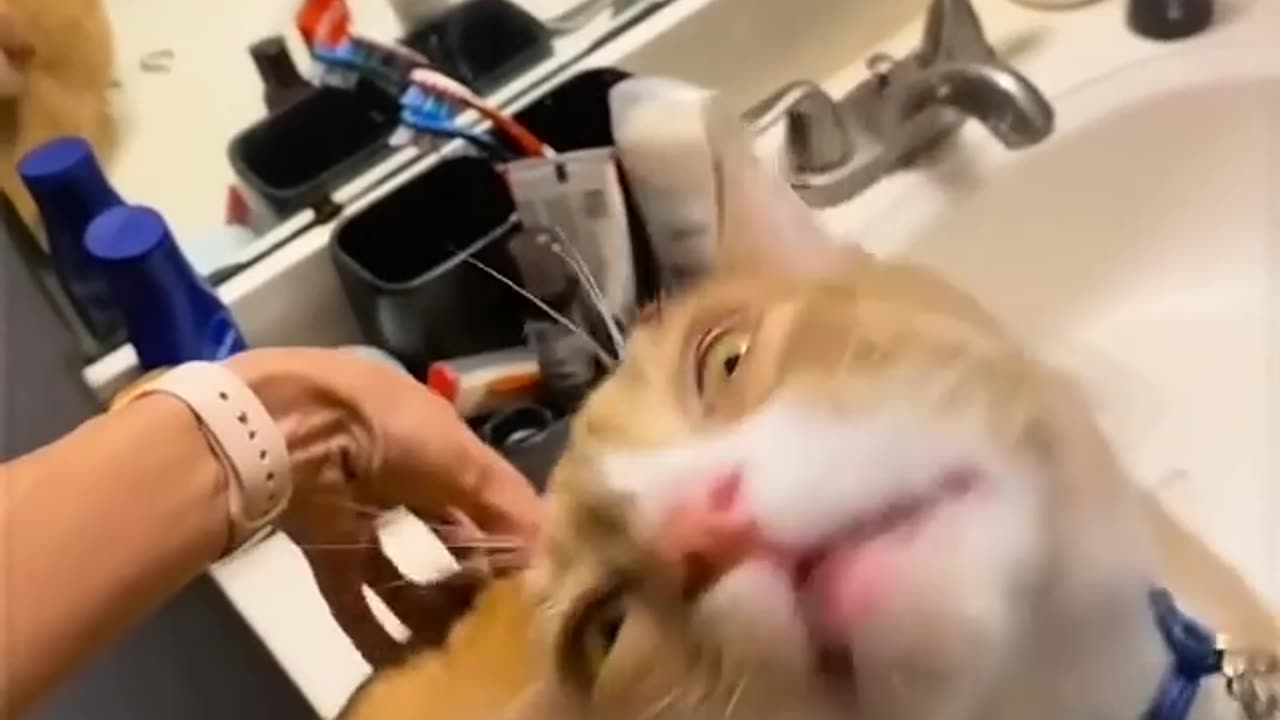animals