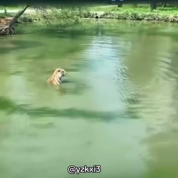 Tiger funny videos