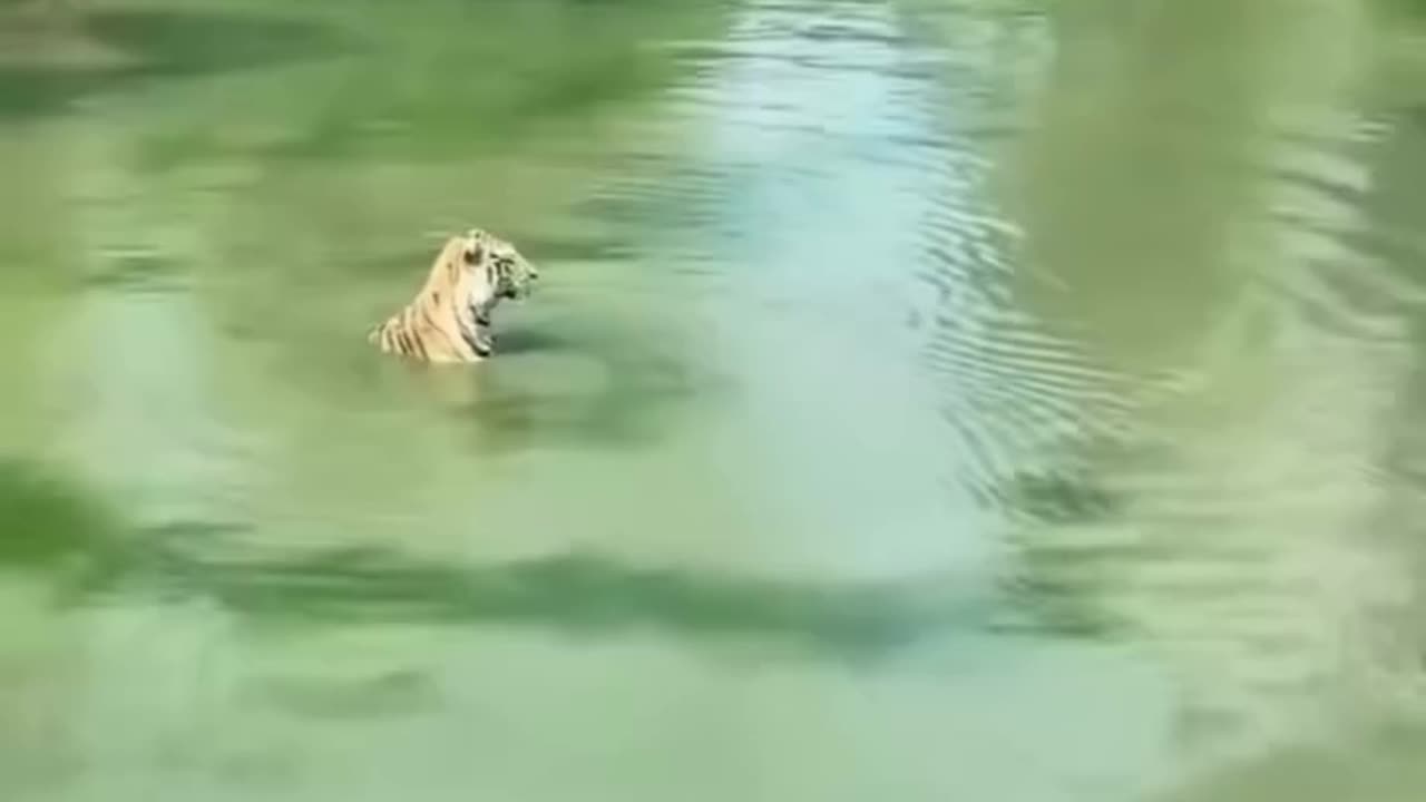 Tiger funny videos